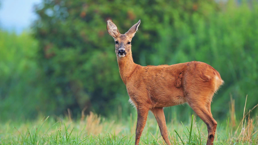 Wildlife Management 2 Wildlife Management 2