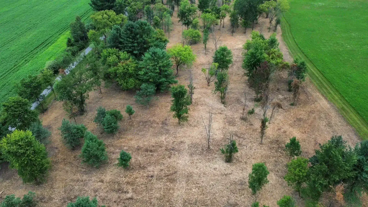 forestry mulching homepage hero